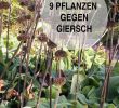 Baumstumpf Im Garten Verschönern Schön Die 1157 Besten Bilder Von Pflanzen In 2020