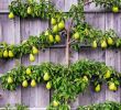 Bayer Garten Neu the Art Of Espalier Growing Fruit Trees In Small Spaces