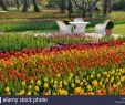 Berlin Britzer Garten Best Of Tulipan Stock S & Tulipan Stock Page 2 Alamy