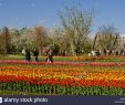 Berlin Britzer Garten Genial Tulipan Stock S & Tulipan Stock Page 2 Alamy