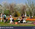 Berlin Britzer Garten Inspirierend Tulipan Stock S & Tulipan Stock Page 2 Alamy