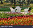 Berlin Britzer Garten Luxus Tulipan Stock S & Tulipan Stock Page 2 Alamy