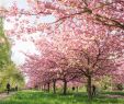 Berlin Garten Der Welt Best Of Cherry Blossoms In Germany