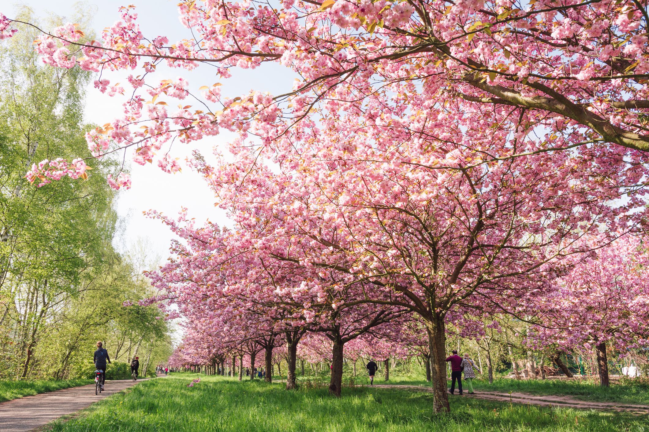 Berlin Garten Der Welt Best Of Cherry Blossoms In Germany