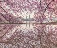Berlin Garten Der Welt Frisch Cherry Blossoms In Germany