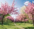 Berlin Garten Der Welt Schön Cherry Blossoms In Germany