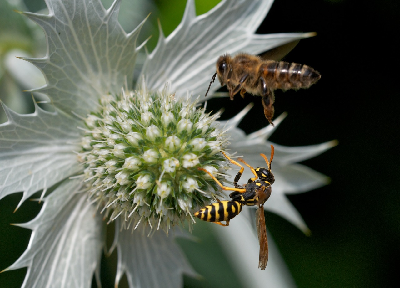 Bienen Im Garten Best Of Bienen — Museum Niederösterreich