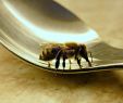 Bienen Im Garten Einzigartig Bienen Nicht Mit Honig Füttern Wissenschaft