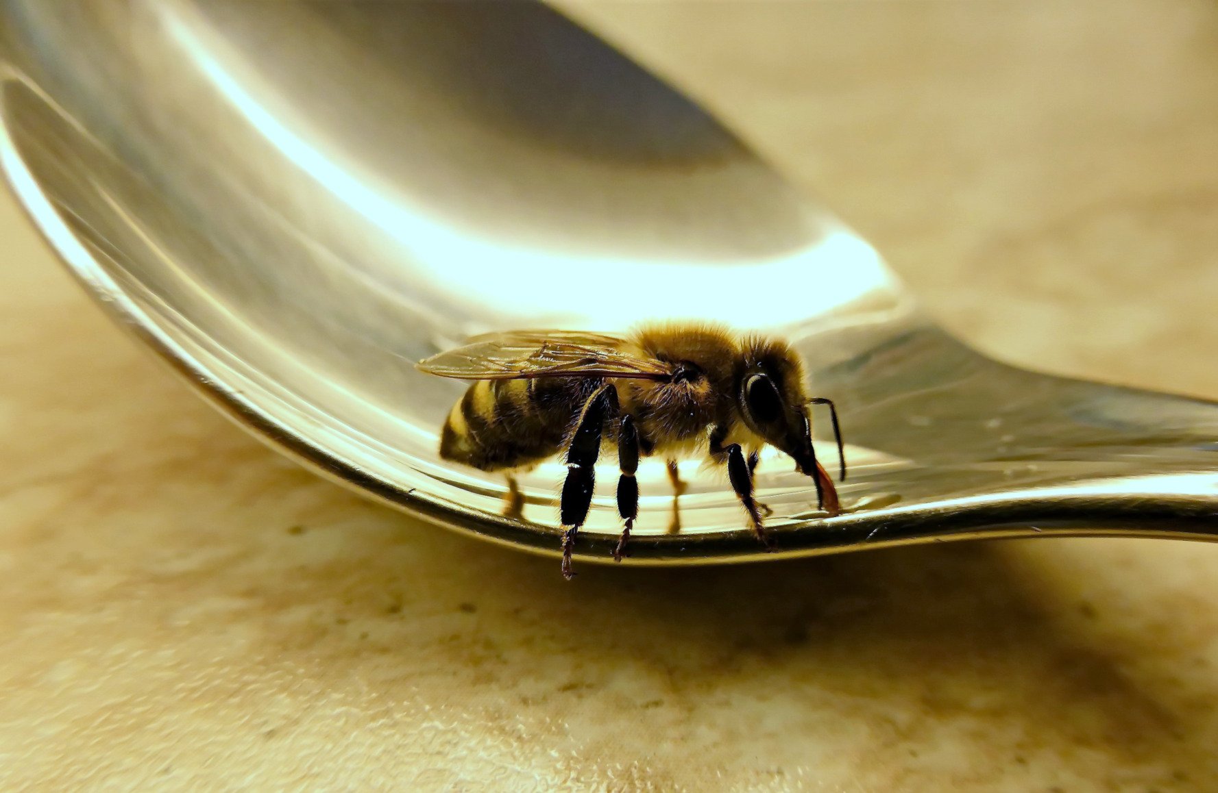 Bienen Im Garten Einzigartig Bienen Nicht Mit Honig Füttern Wissenschaft