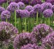 Bienen Im Garten Elegant Allium Purple Ball Flowers Kitchensuppliers