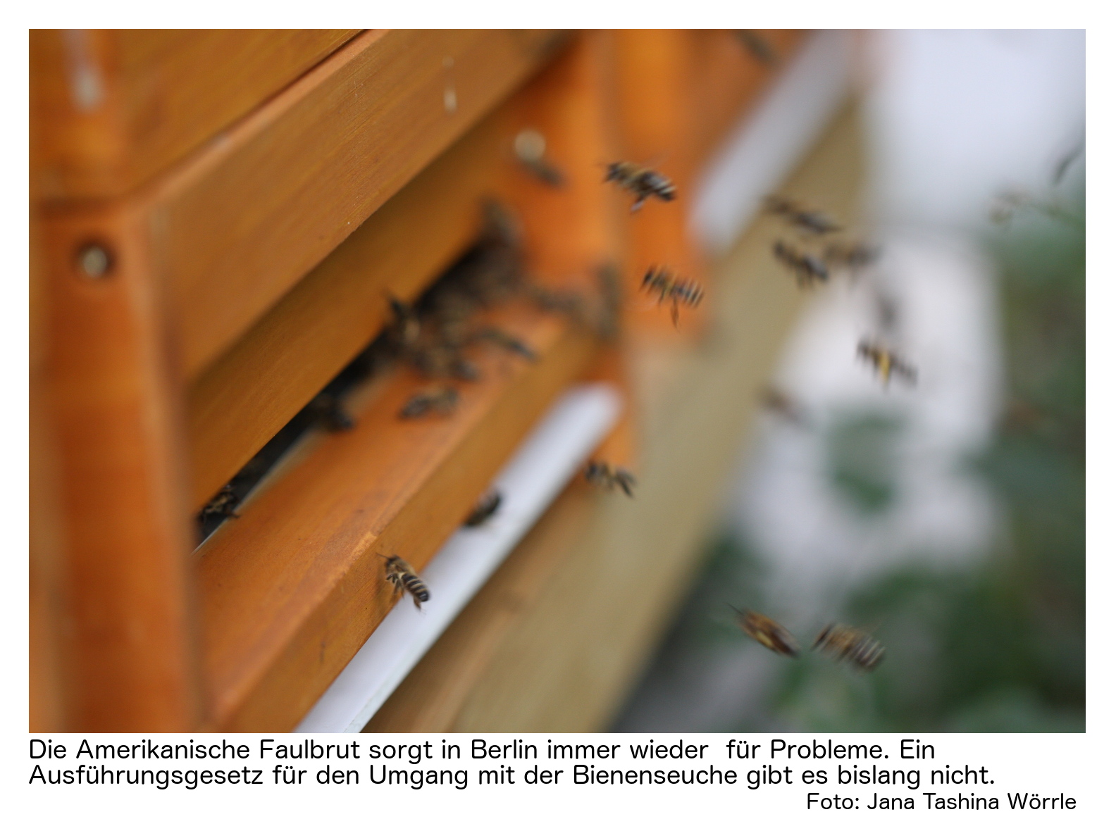 Bienen Im Garten Luxus Amerikanische Faulbrut Wenn Fehlende Vorschriften Zum