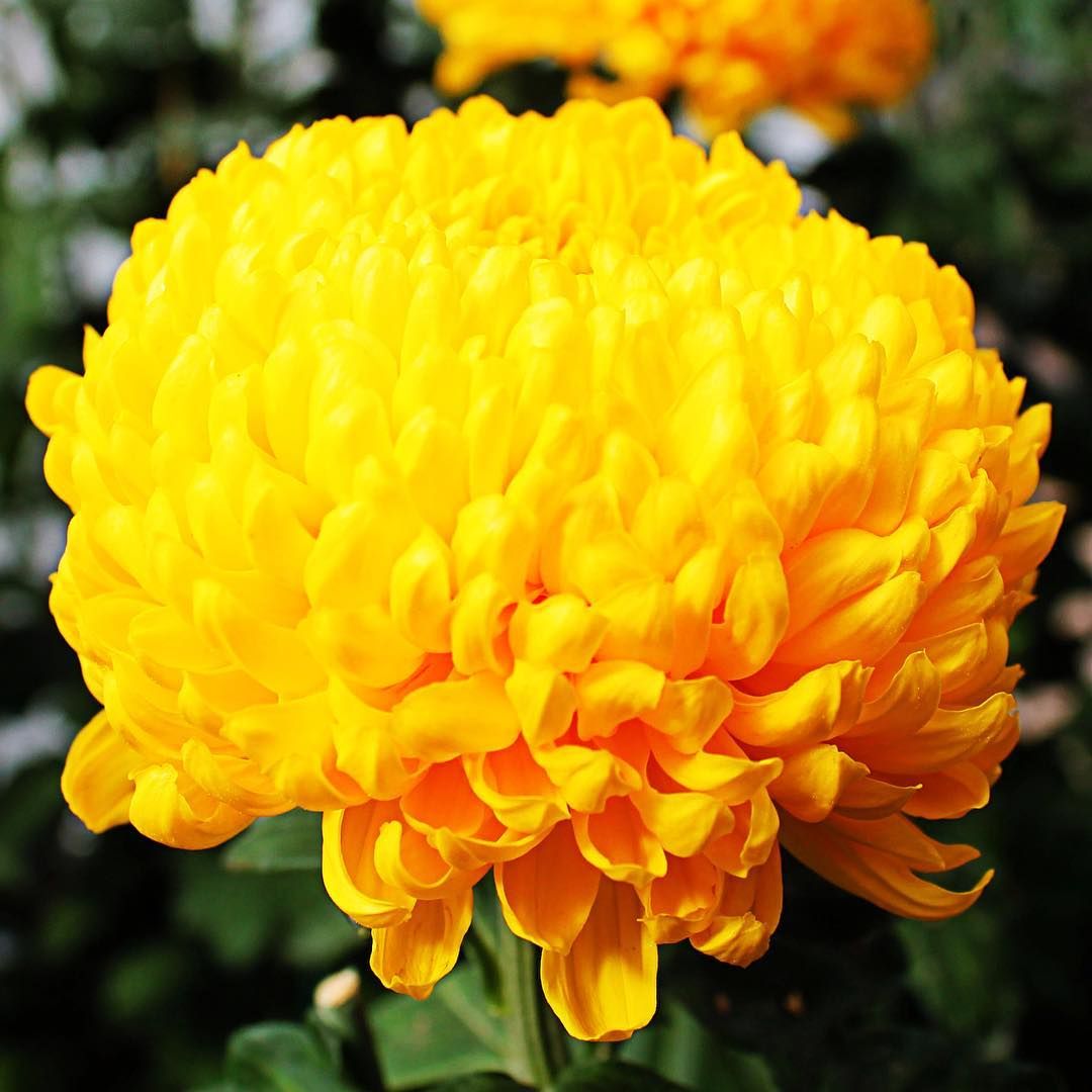 Bienen Im Garten Luxus Happy Mumday We Hope This Derek Bircumshaw Chrysanthemum