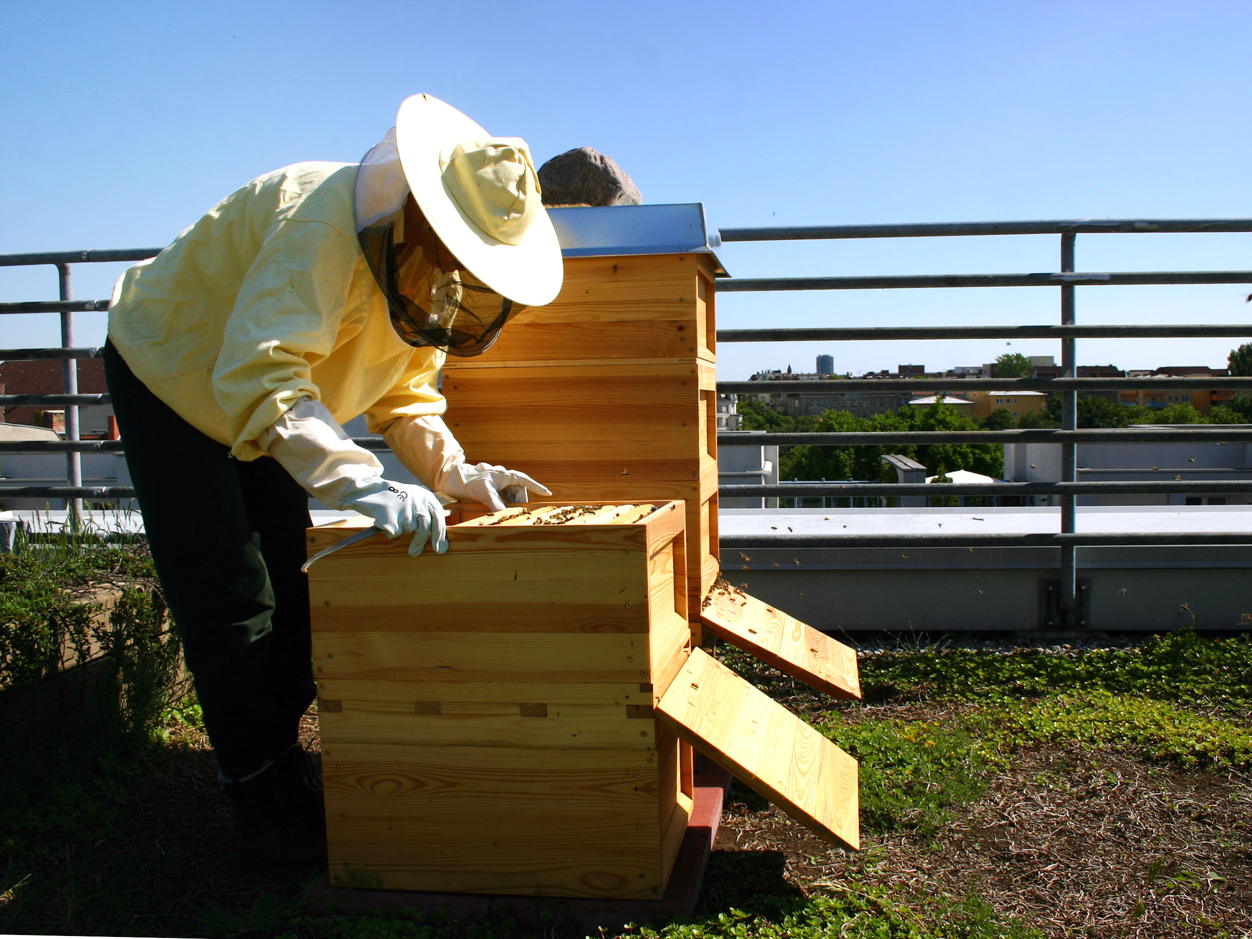 Bienen Im Garten Schön Ableger Von Bienenvölkern so Geht S In Zwei Varianten