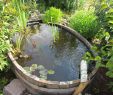 Bienenstock Im Garten Luxus Wasser Im Garten