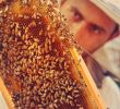 Bienenvolk Im Garten Best Of Amberg Sulzbacher Land Honig Aus Dem Amberg Sulzbacher