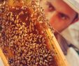 Bienenvolk Im Garten Best Of Amberg Sulzbacher Land Honig Aus Dem Amberg Sulzbacher