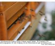 Bienenvolk Im Garten Best Of Amerikanische Faulbrut Wenn Fehlende Vorschriften Zum
