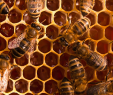 Bienenvolk Im Garten Einzigartig Die 67 Besten Bilder Von Bienen Bee Happy