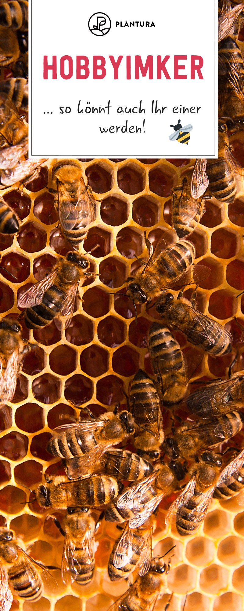 Bienenvolk Im Garten Einzigartig Die 67 Besten Bilder Von Bienen Bee Happy