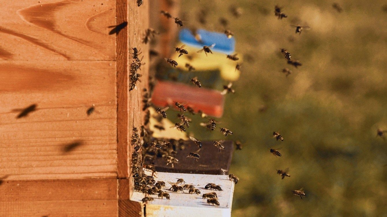 Bienenvolk Im Garten Frisch Der Hunger Der Bienen