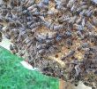 Bienenvolk Im Garten Schön Königin Abena In Voller Pracht