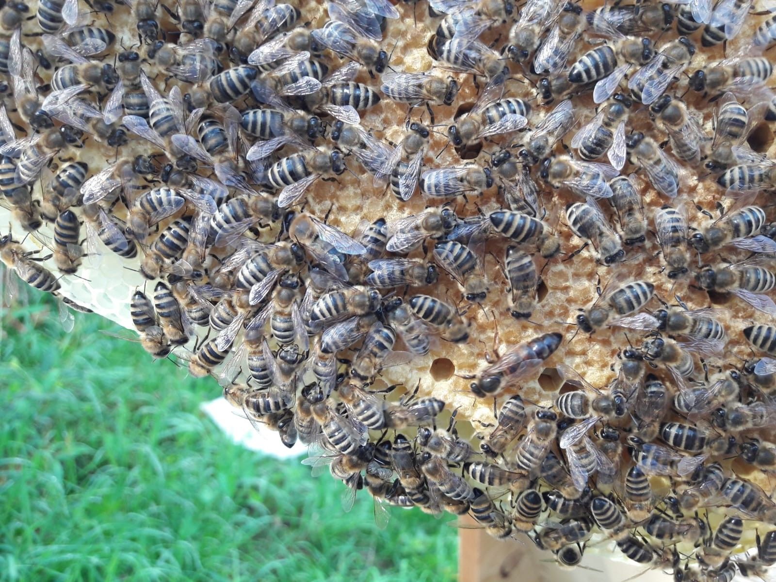 Bienenvolk Im Garten Schön Königin Abena In Voller Pracht