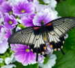 Botanischer Garten Augsburg Schmetterlinge Einzigartig Faszination Tropischer Schmetterlinge