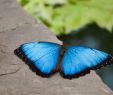 Botanischer Garten Augsburg Schmetterlinge Elegant Faszination Tropischer Schmetterlinge Im Botanischen Garten