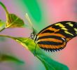 Botanischer Garten Augsburg Schmetterlinge Elegant Termin Der Botanische Gartens ist Derzeit Geschlossen