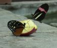 Botanischer Garten Augsburg Schmetterlinge Genial Ausstellung Tropische Schmetterlinge