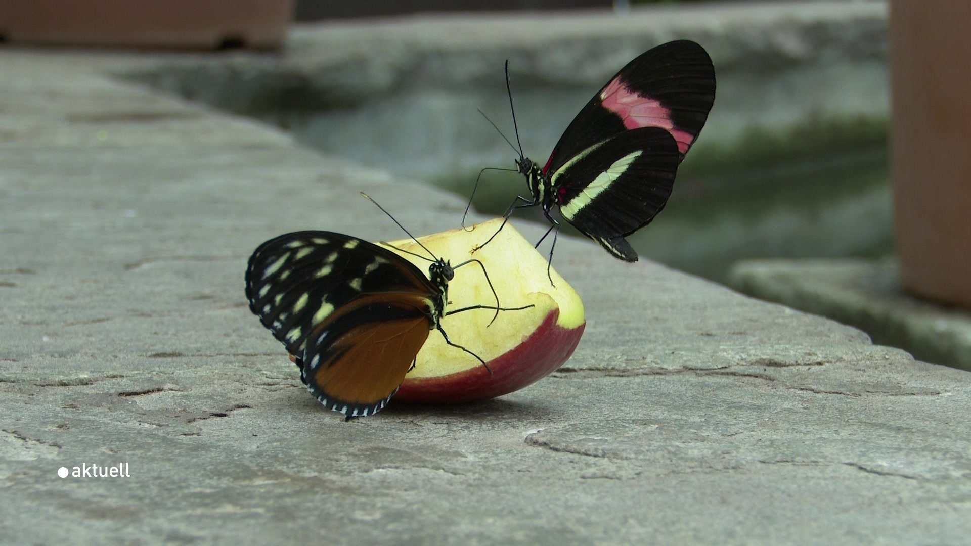 Botanischer Garten Augsburg Schmetterlinge Genial Ausstellung Tropische Schmetterlinge