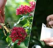 Botanischer Garten Augsburg Schmetterlinge Luxus Von München Nach Augsburg Botanischer Garten Verschickt