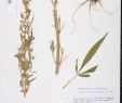 Botanischer Garten Bonn Luxus Cannabis Sativa Species Page isb atlas Of Florida Plants