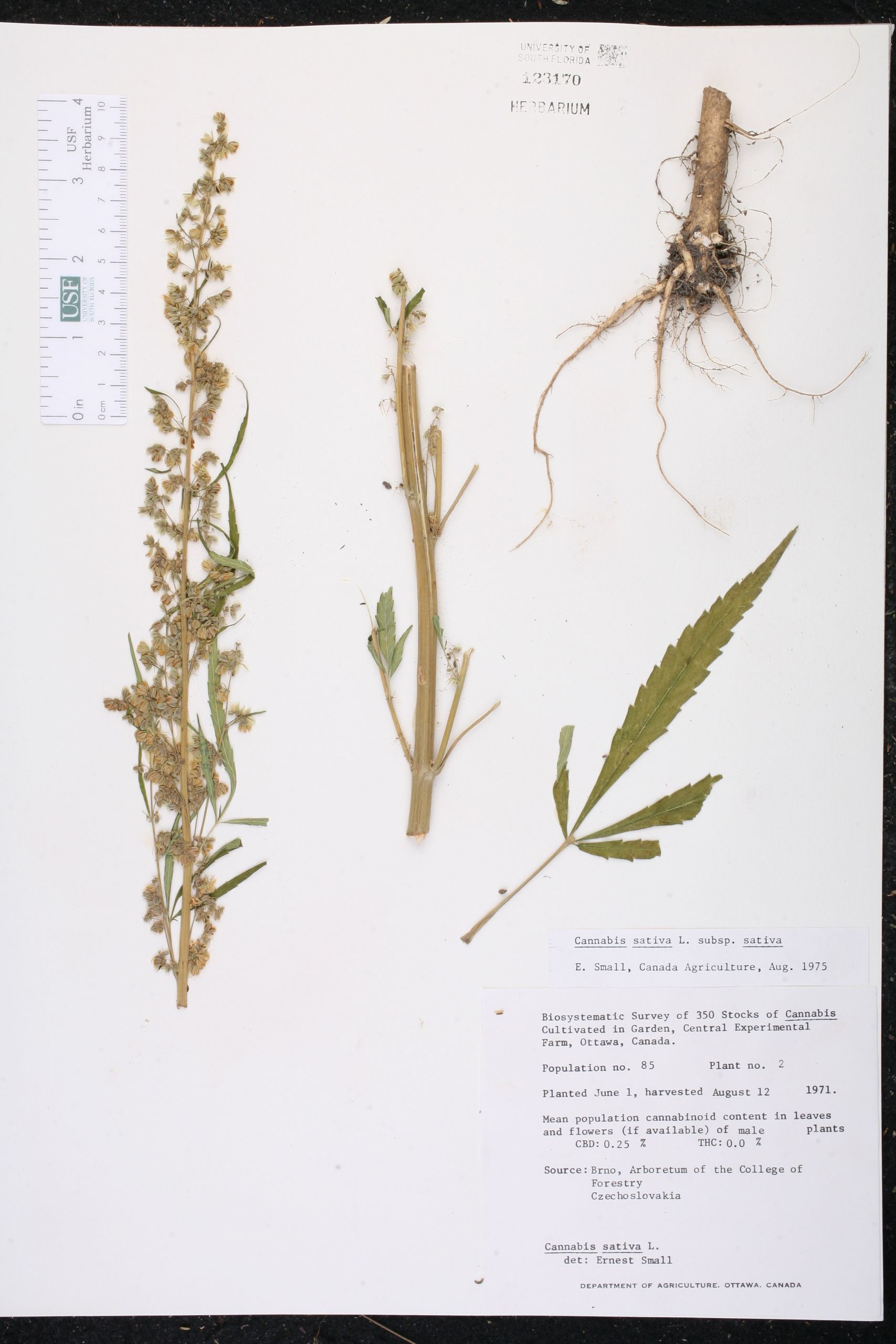 Botanischer Garten Bonn Luxus Cannabis Sativa Species Page isb atlas Of Florida Plants