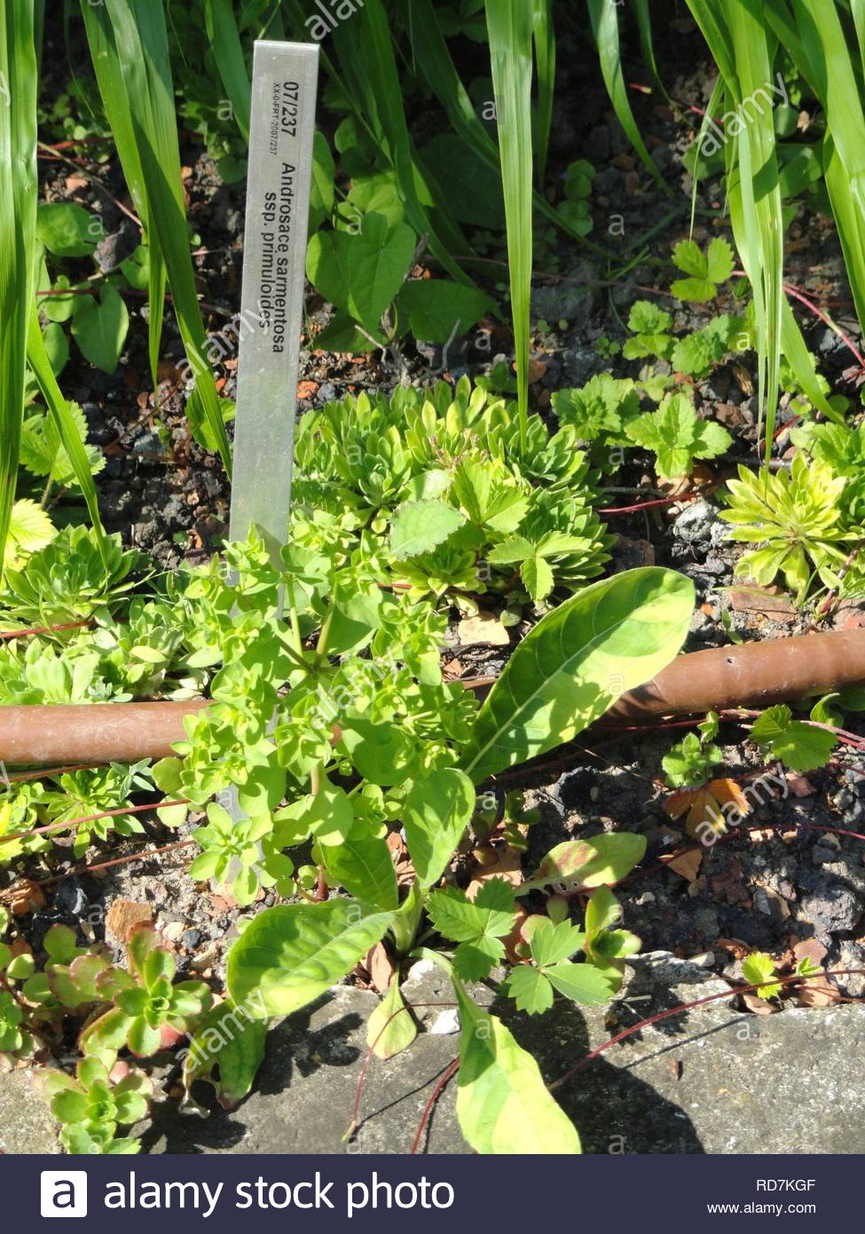 androsace sarmentosa subsp primuloides botanischer garten frankfurt am main RD7KGF