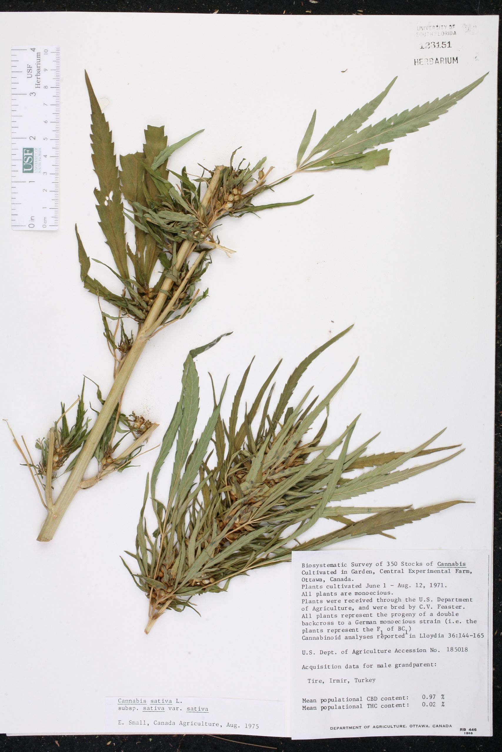 Botanischer Garten Hamburg Best Of Cannabis Sativa Species Page isb atlas Of Florida Plants