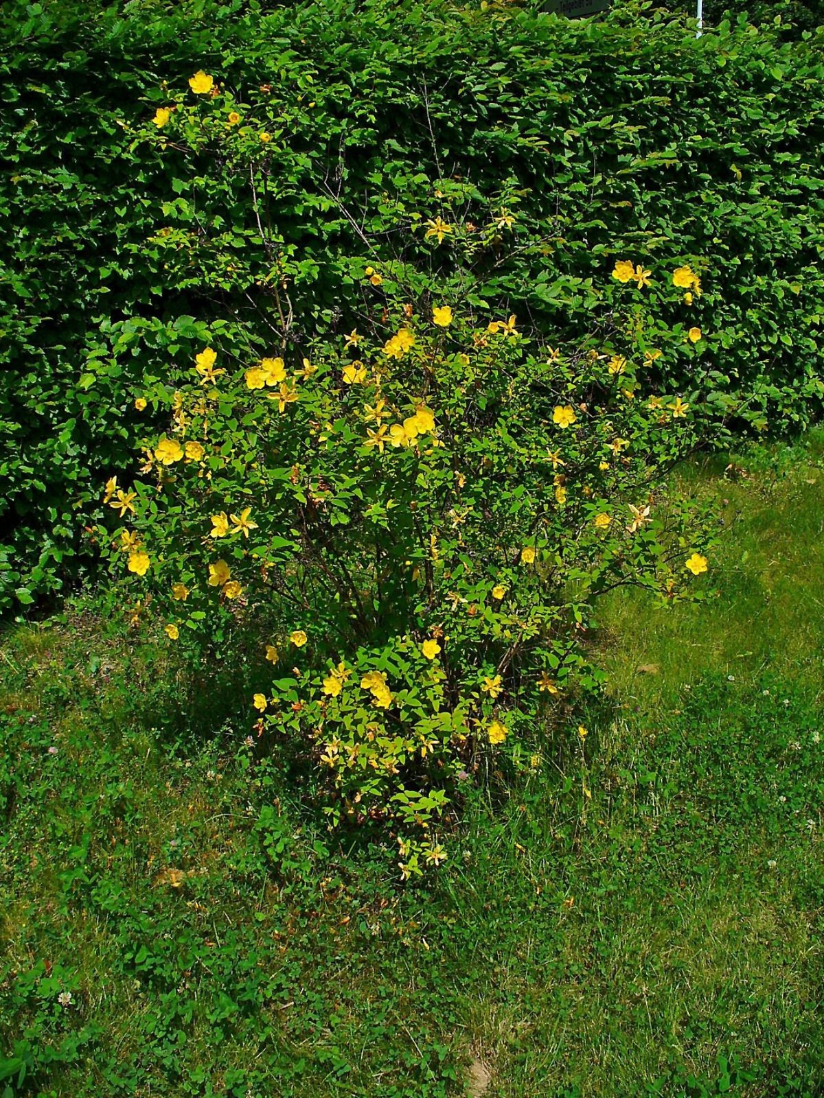 Botanischer Garten Karlsruhe Best Of File Hypericum Hookerianum 001 Jpg Wikimedia Mons