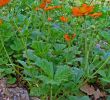 Botanischer Garten Karlsruhe Luxus File Geum Coccineum 001 Jpg Wikimedia Mons