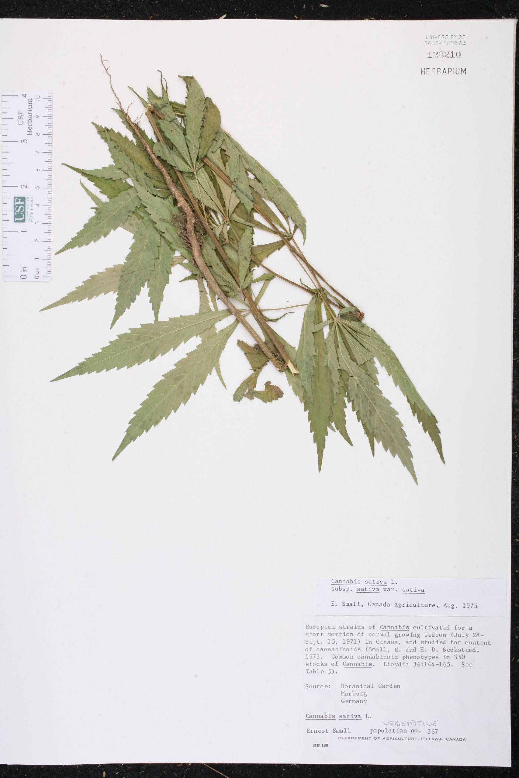 Botanischer Garten Marburg Genial Cannabis Sativa Species Page isb atlas Of Florida Plants