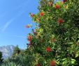 Botanischer Garten Meran Genial Arboretum Of Arco 2020 All You Need to Know before You Go