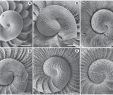 Botanischer Garten München Inspirierend A Revision Of the Chilodontidae Gastropoda Vetigastropoda