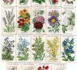 Botanischer Garten Zürich Schön 79 Best Vintage Print Images In 2020