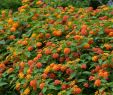 Cassius Garten Schön 75 Best Hoa Approved Plants Images