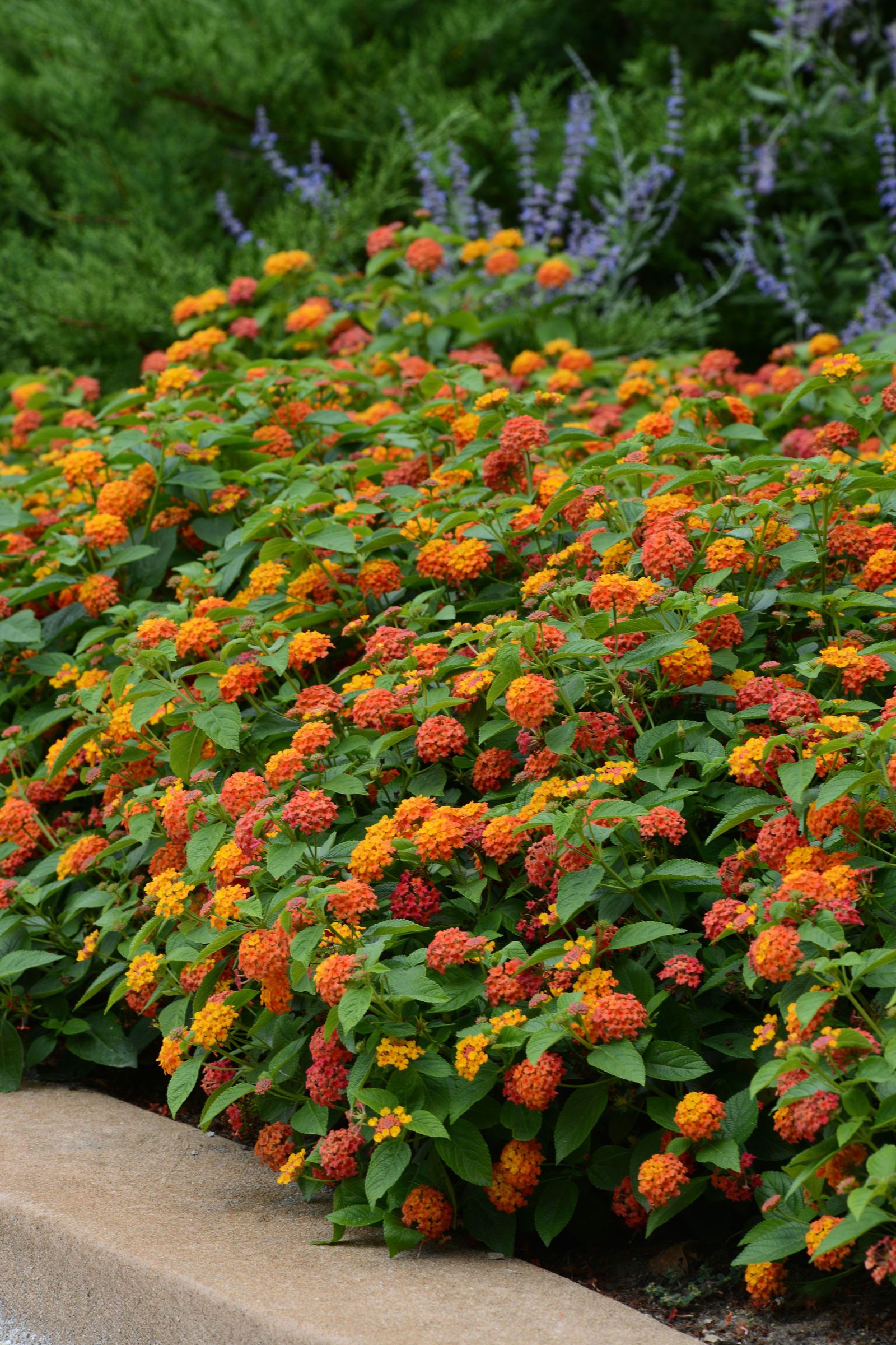 Cassius Garten Schön 75 Best Hoa Approved Plants Images