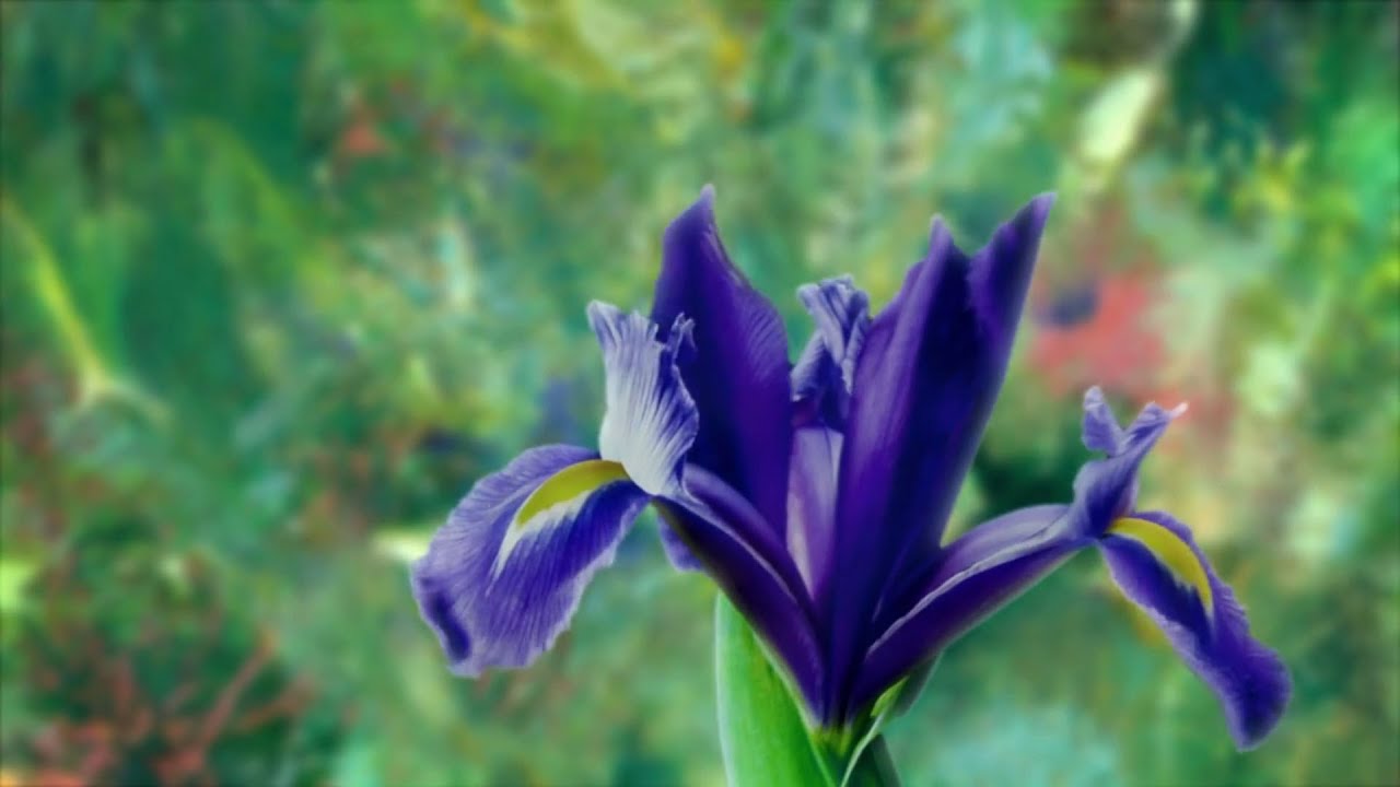 Claude Monet Garten Luxus Watch the Trailer for Painting the Modern Garden Monet to Matisse