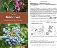 Dresden Botanischer Garten Best Of Gehölzflora Unter Mitwirkung Des Instituts Für Botanik