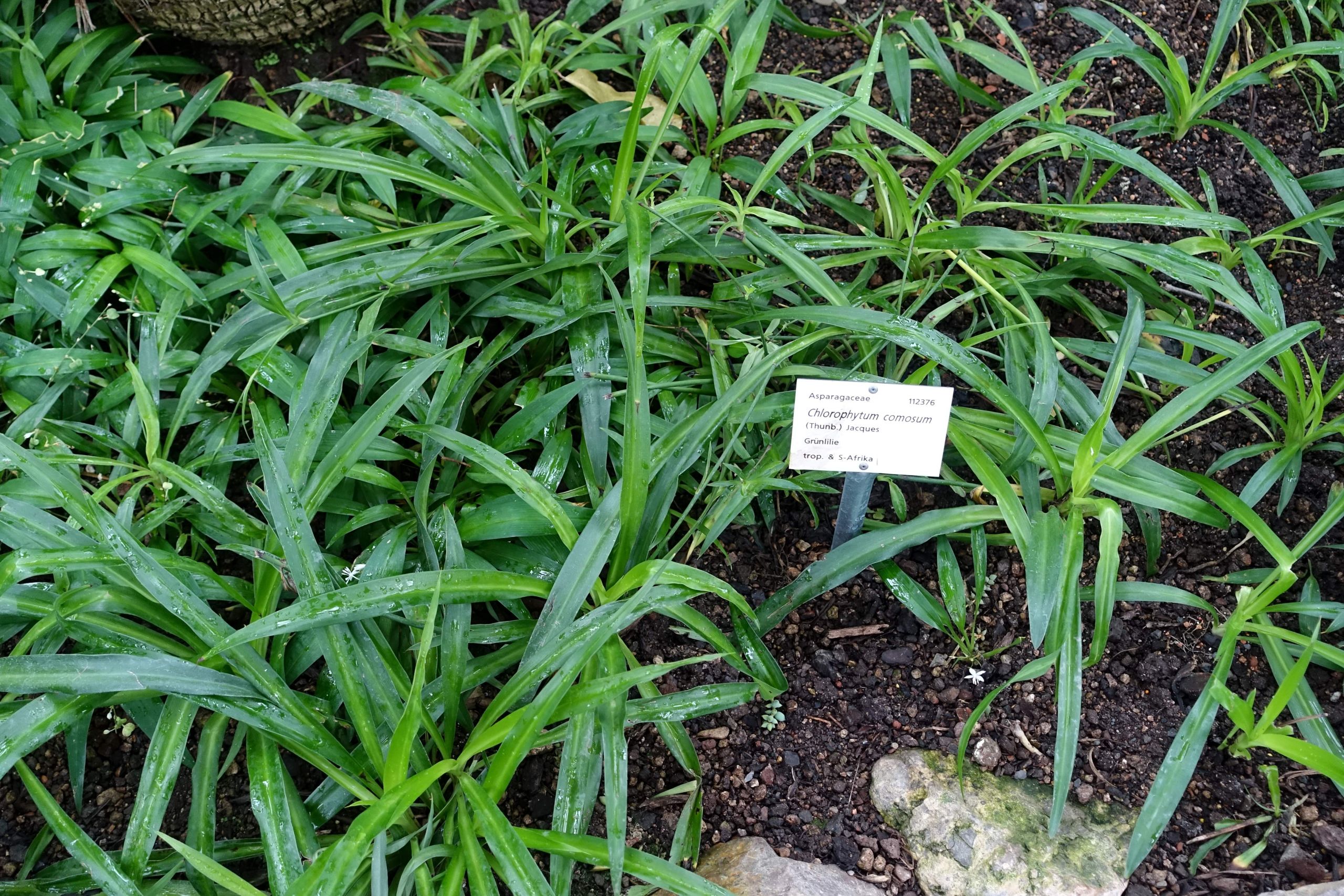 natur und garten reizend datei chlorophytum osum botanischer garten heidelberg of natur und garten scaled