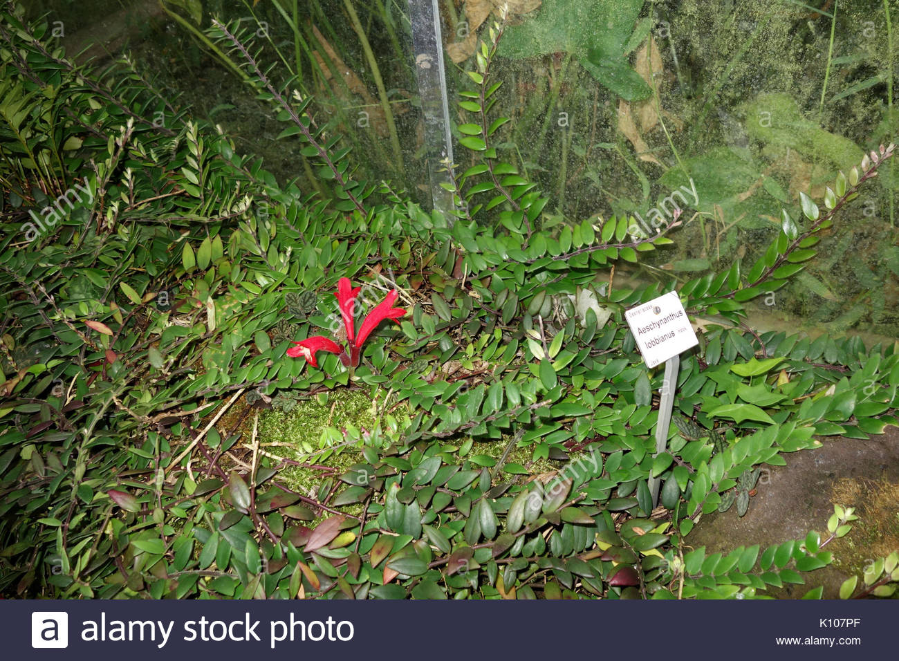 aeschynanthus pulcher aeschynanthus lobbianus botanischer garten dresden K107PF