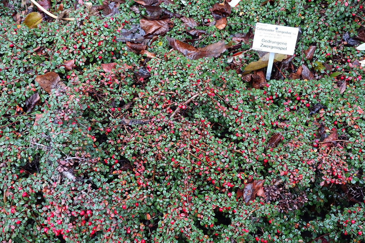 1200px Cotoneaster congestus Botanischer Garten Dresden Germany DSC JPG