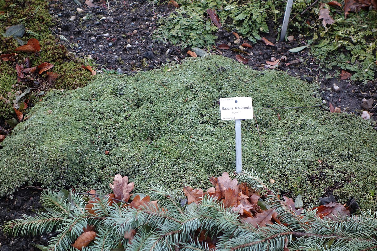 1200px Raoulia tenuicaulis Botanischer Garten Dresden Germany DSC JPG